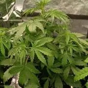 Amnesia Dream xl Auto KANNABIA