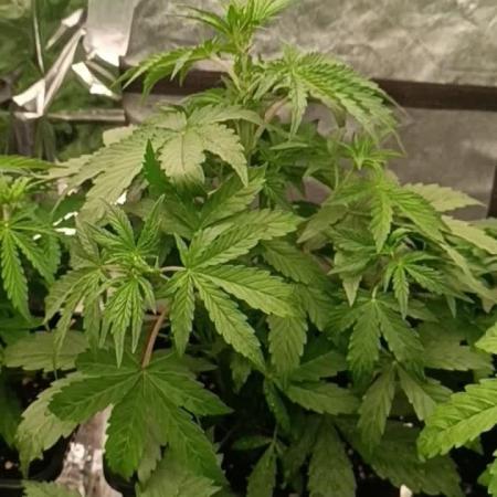 Amnesia Dream xl Auto KANNABIA