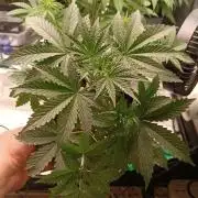Strawberry 🍓 gorilla 🦍  auto RF 3