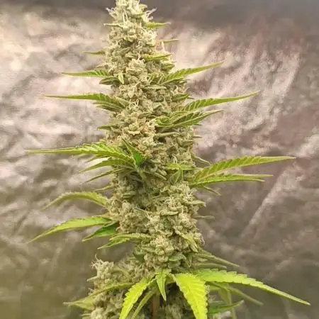 Grape Ape Auto