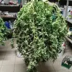 Runtz layer Cake on balconi