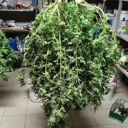 Runtz layer Cake on balconi