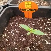 Forbidden runtz auto