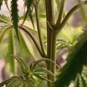 Runtz korngarden Shop