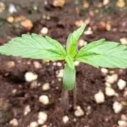 Prova nuova terapia CREAMZILLA