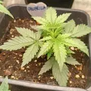 Prova nuova terapia CREAMZILLA