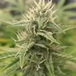 Runtz auto////barney's farm