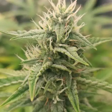 Runtz auto////barney's farm
