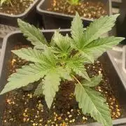 frosted zinn×cookie dog AUTO.