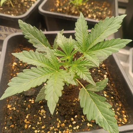 frosted zinn×cookie dog AUTO.