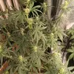 Grape Ape auto