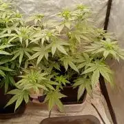 Gorilla Melon F. B.