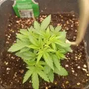 Gorilla Melon F. B.