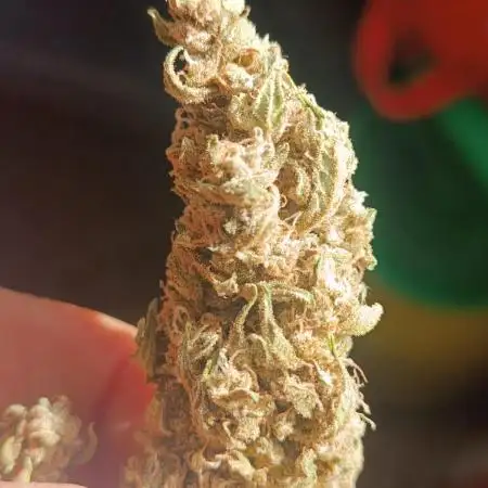 Grape Ape Auto