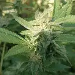 Matanuska korn garden Shop