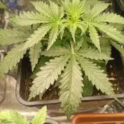 Creamzilla auto