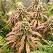 Strawberry 🍓 gorilla 🦍  auto RF 3