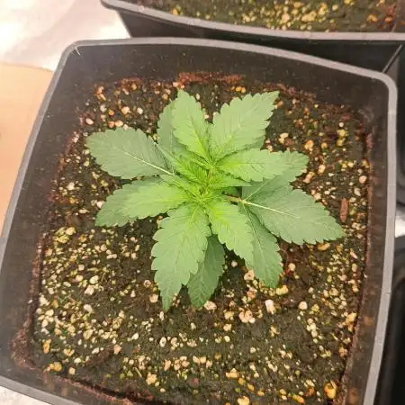 Grape Ape auto
