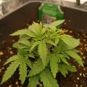 Gorilla Melon F. B.