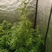 pinapple pulse auro