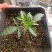frosted zinn×cookie dog AUTO.