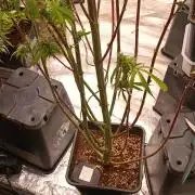 Runtz korngarden Shop