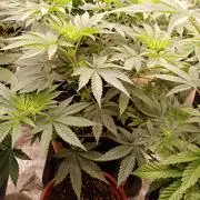 Gorilla Melon F. B.