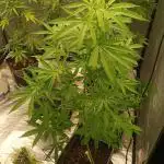 Og kush kannabia