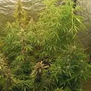 Runtz korngarden Shop