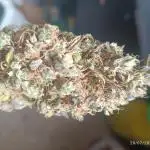 Runtz auto