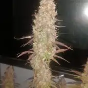 Frostbanger auto