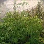 Prova nuova terapia CREAMZILLA