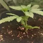 Frostbanger auto