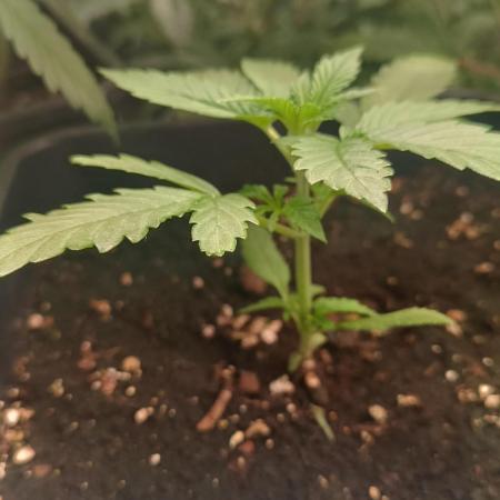 Frostbanger auto