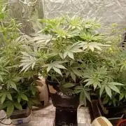 Gorilla Melon F. B.