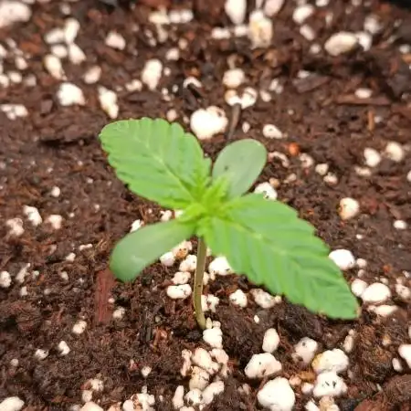 Grape Ape auto