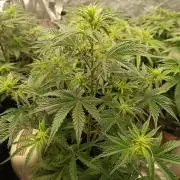 frosted zinn×cookie dog AUTO.