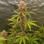 Grape Ape auto