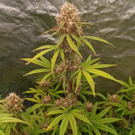 Grape Ape auto