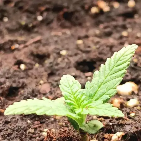 Frostbanger auto