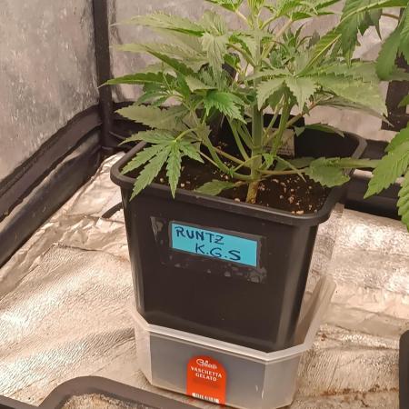 Runtz korngarden Shop