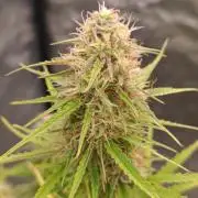 Prova nuova terapia CREAMZILLA