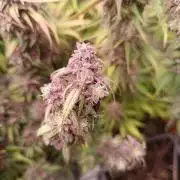 Strawberry 🍓 gorilla 🦍  auto