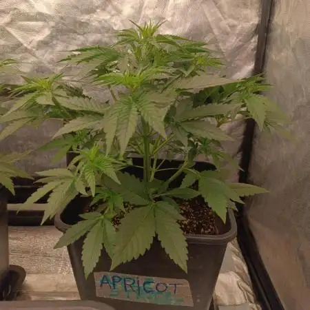 Albicocca auto💚💛🍑