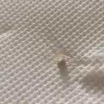 Prova nuova terapia CREAMZILLA