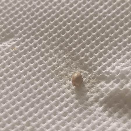 Prova nuova terapia CREAMZILLA