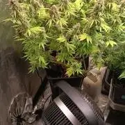 Runtz korngarden Shop