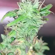 Runtz korngarden Shop