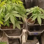 Prova nuova terapia CREAMZILLA