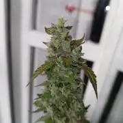 pinapple pulse auro